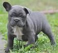 Lovely French Bulldog Puppies For Sell.