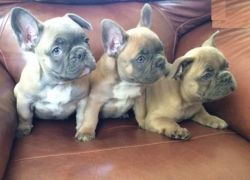 Males and females French Bulldof Puppies