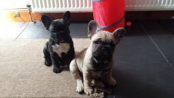 Lovely 2 babies Frenchies