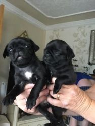 french bulldogs for more details text
