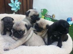 lovely french bulldogs ready for sale
