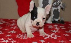 Akc Registered French Bulldog Puppies For Sale