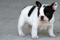 Litter Of French Bulldog Puppies.