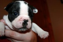 We Have A Female French Bulldog For Sale