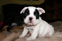 Amazing French Bulldogs Puppies Available