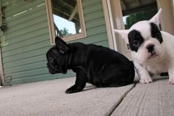 Adorable French Bulldogs Puppies