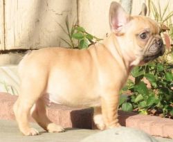 Magnificent French Bulldog Puppies For Sale
