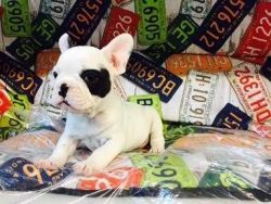 French bulldog puppies for adoption