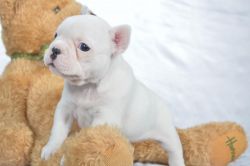 Purebred Male and Female French bulldog puppies