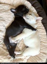 French Bulldog puppies available for re-homing