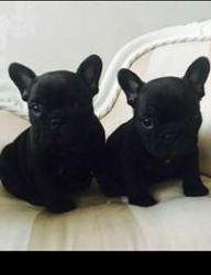 0, Outstanding French bulldog Pup