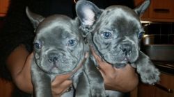 1 Blue At Gene Male French Bulldog Ready To Leave