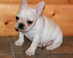 Akc female and male French Bulldog puppies