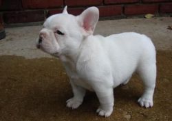 Top French Bulldog Puppies Available