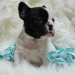 Awesome Male/female French Bulldog Puppies.