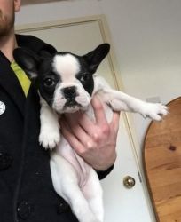 Marvelous Male and female French bulldog puppies