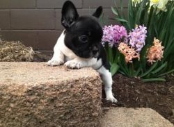 French bulldog puppies available sale