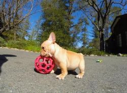 male and female french bulldog puppies for sale