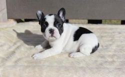 Outstanding French Bulldog Puppies For Sale