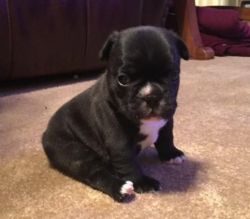 Impeccable Akc French bulldog puppies for sale