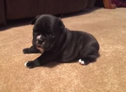 Charming French bulldog puppies for sale