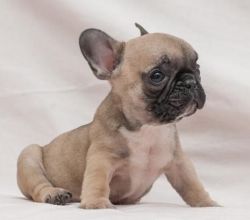 superb French bulldog puppies for sale