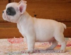 diplomatic French bulldog puppies for a new home