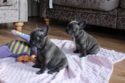 Beautiful Kc Registered Bluefrench Bulldog Puppies