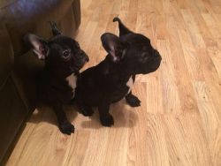 male and female french bulldog for adoption
