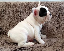 French Bulldog for Adoption
