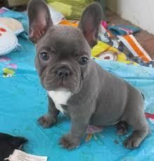 swift french bull pup now available