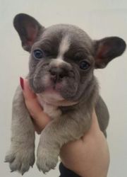 french bulldog pups for lil rehome fee