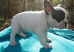 Male And Female Akc French Bulldog Puppies