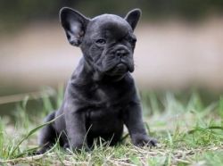 Solid Blue Akc French Bulldog Puppies