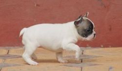 Akc Female And Male French Bulldog Puppies