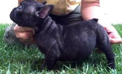 Thor Akc Female And Male French Bulldog Puppies
