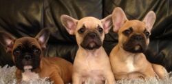 French Bulldog Puppies, Kc Reg