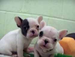 French Bulldog Puppies Available