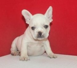 Akc Lucas French Bulldog puppies for sale