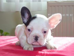 french bulldogs they are akc registered.