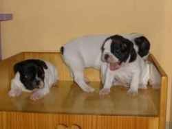 Charming French Bulldog Puppies Available