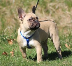 French bulldog male puppy for sale