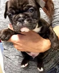 available french bull dog