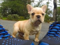 lovely French Bulldog puppies for sale