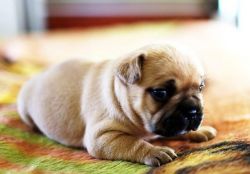 Cute French puppy