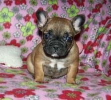 Cute male and female French Bulldog Puppies