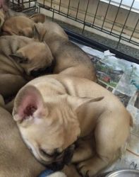 kc registered french bull dog puppies for sale