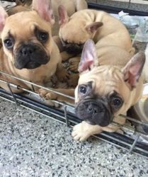Stunning Beautiful Chunky Show Quality Frenchies