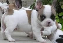 Male And Female French Bulldog Puppies For Sale
