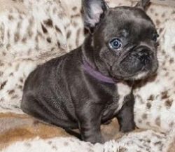 French Bulldog puppy (Blue Color)